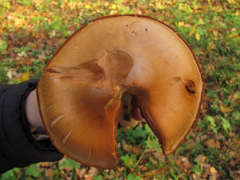 Гриб колпак кольчатый съедобный