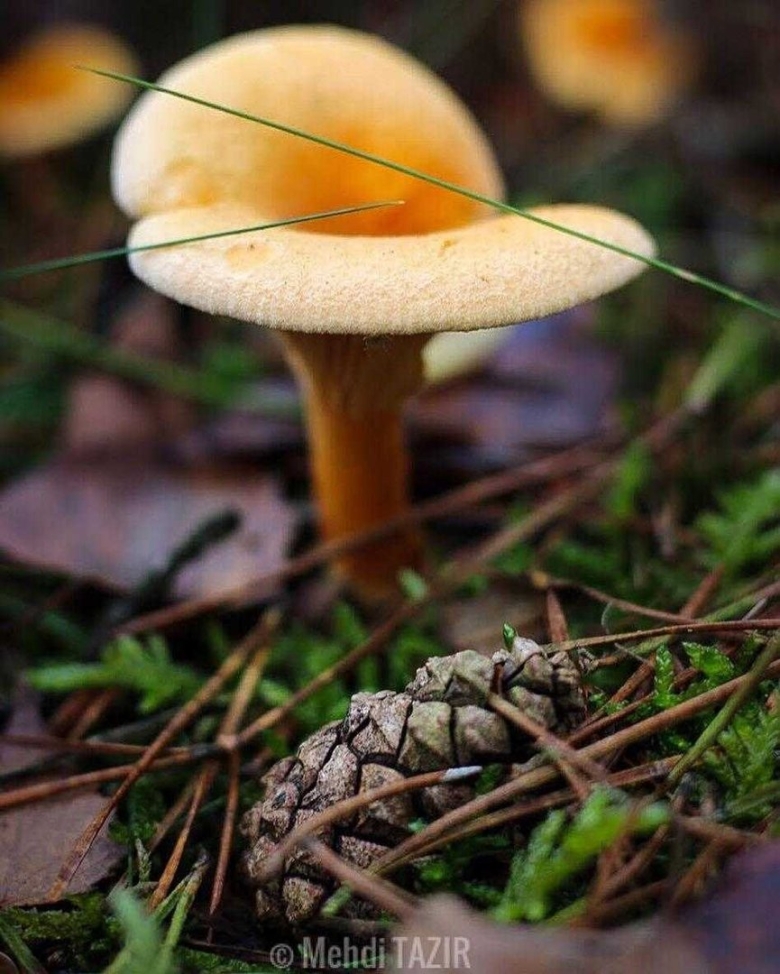 Говорушка оранжевая гриб