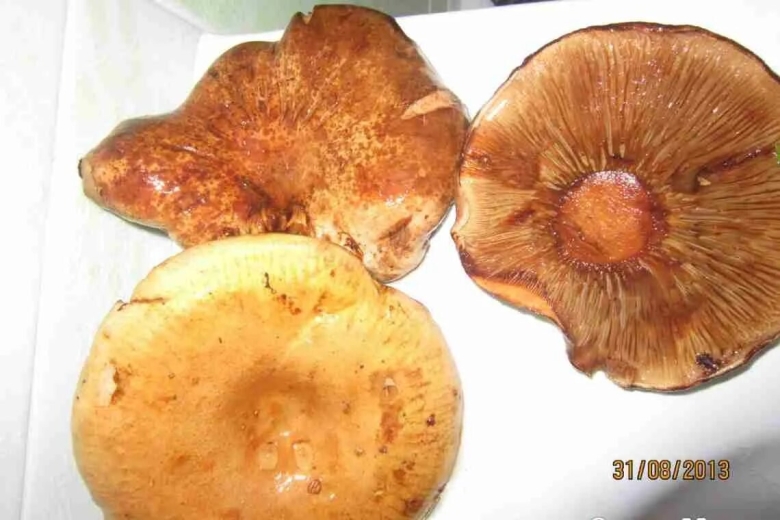 Грибы коричневые пластинчатые свинушки