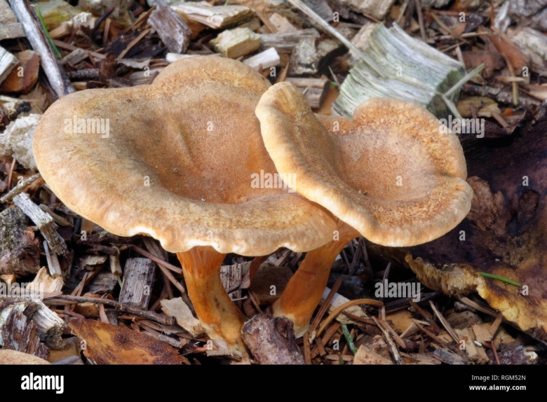 Hygrophoropsis aurantiaca