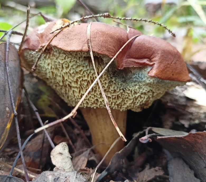 Дубовик оливково бурый