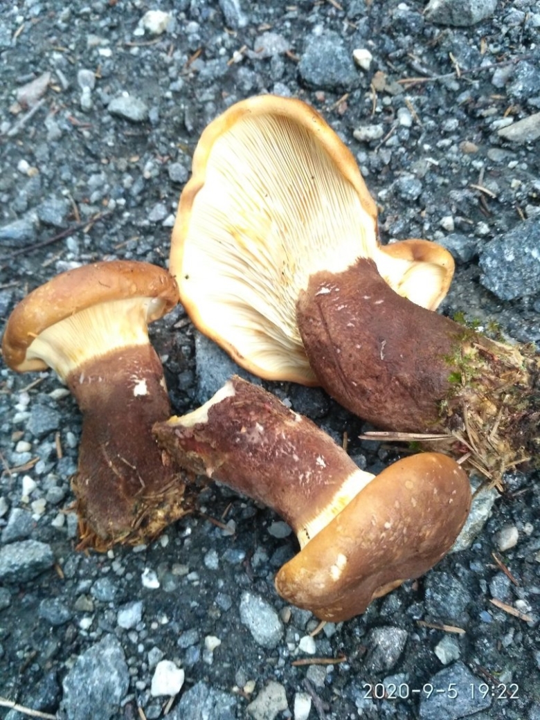 Свинушка толстая гриб