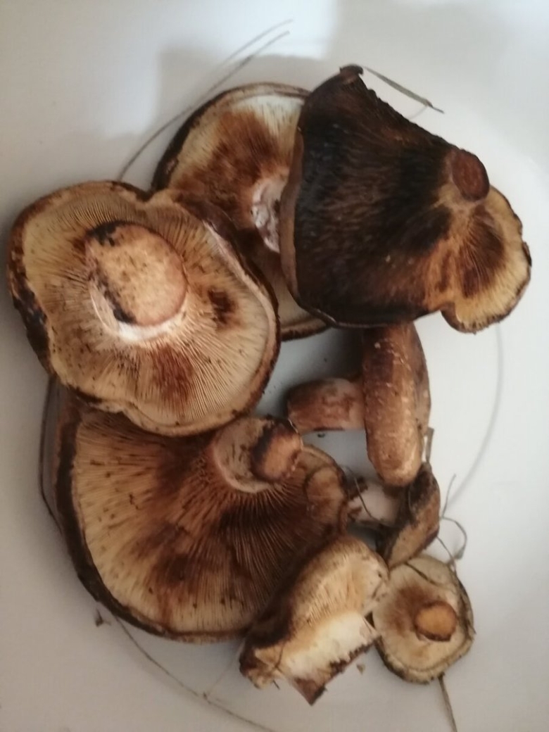 Грибы коровники съедобные или нет