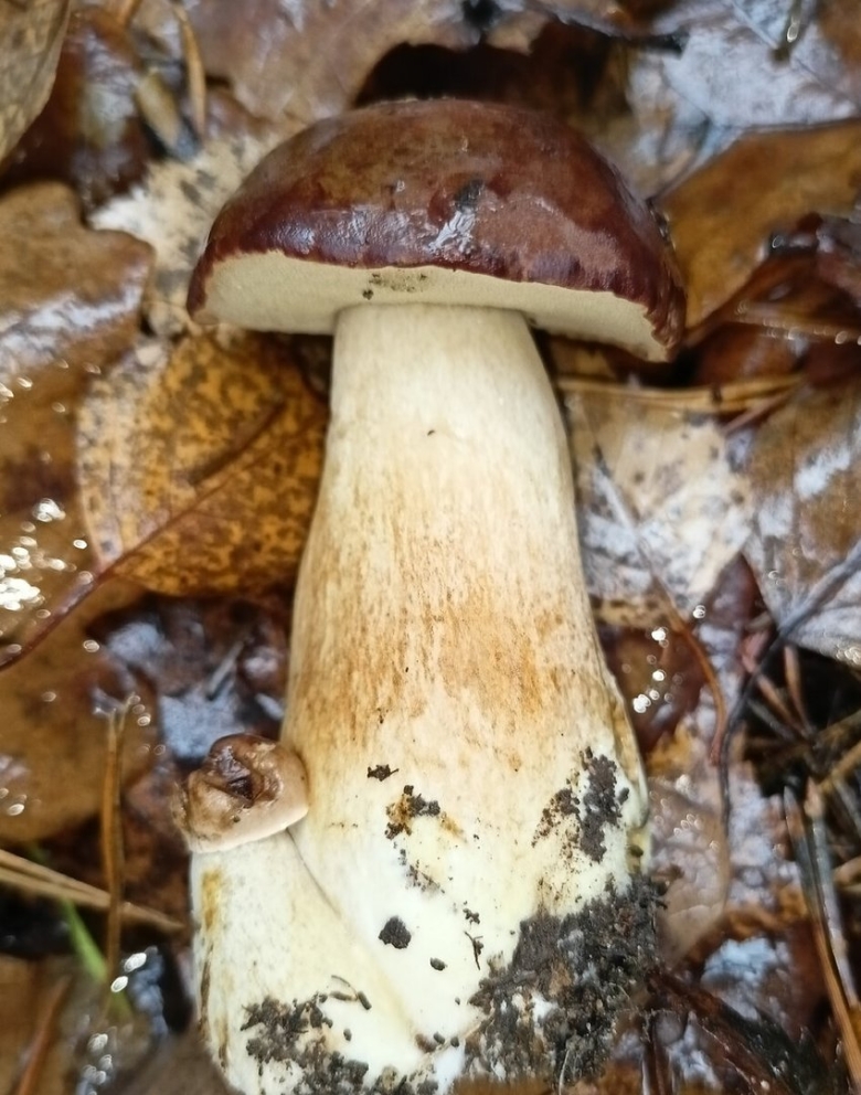 Поддубник гриб