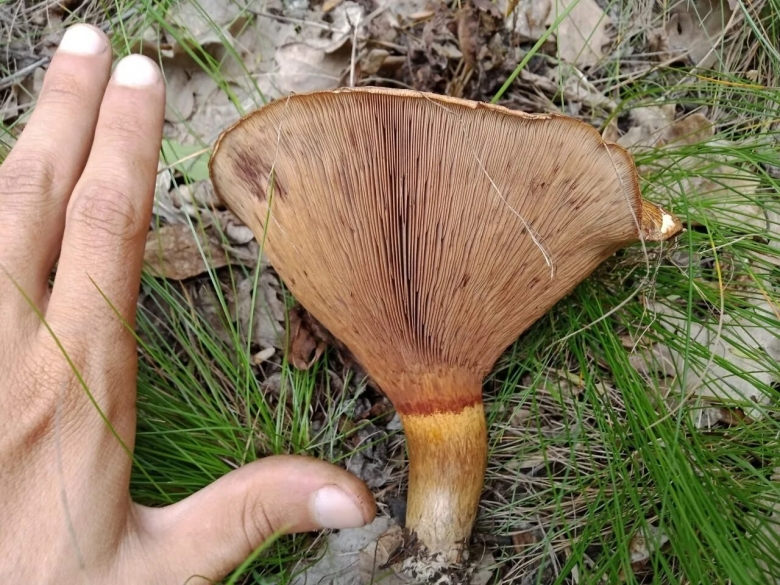 Свинушка тапинелла