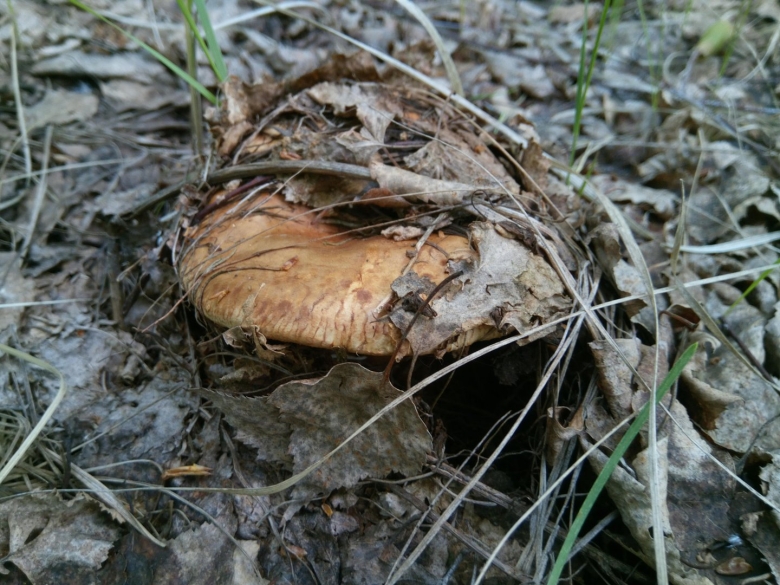 Гриб обабок Синявка