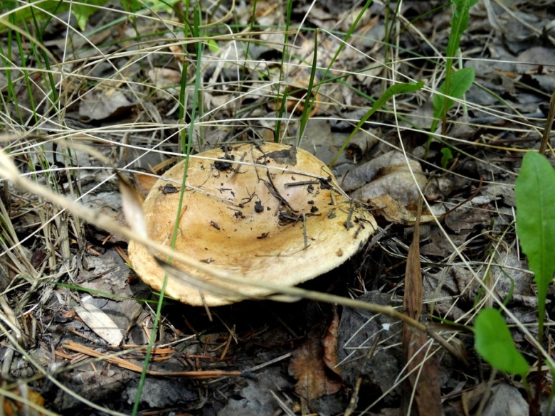 Подкоровники грибы