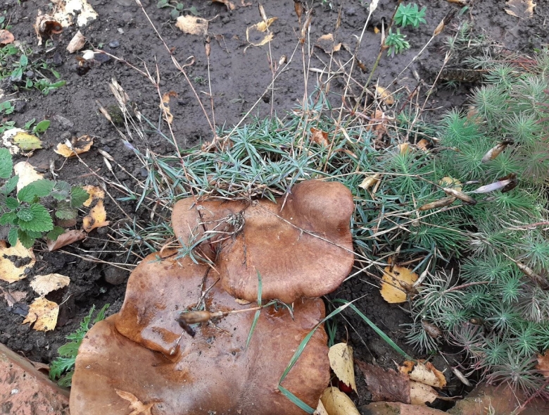 Дунька Толстопятая