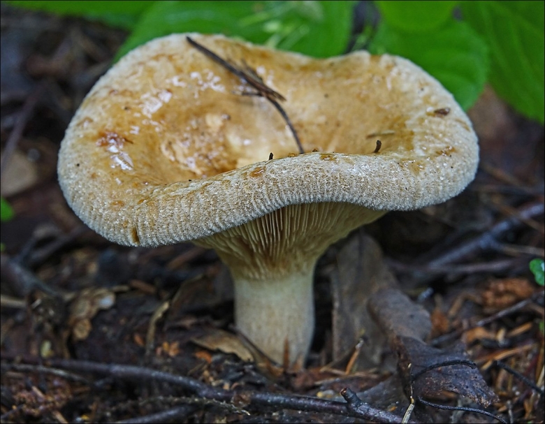 Коровники грибы