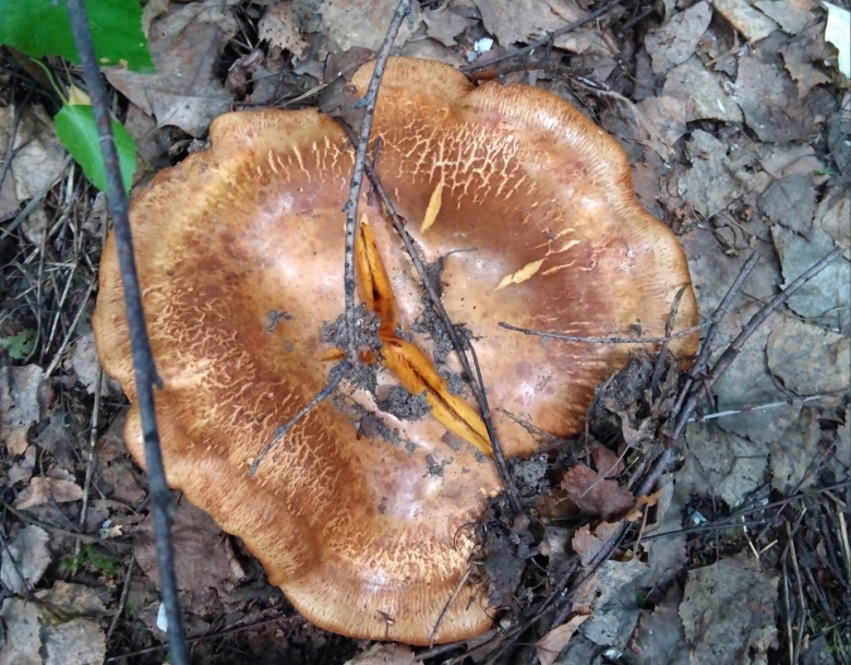 Ложная свинушка гриб