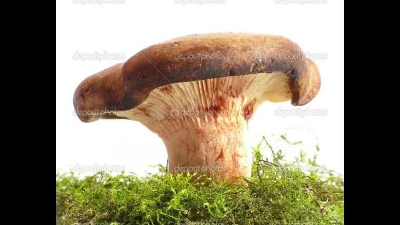 Свинушка бурый гриб