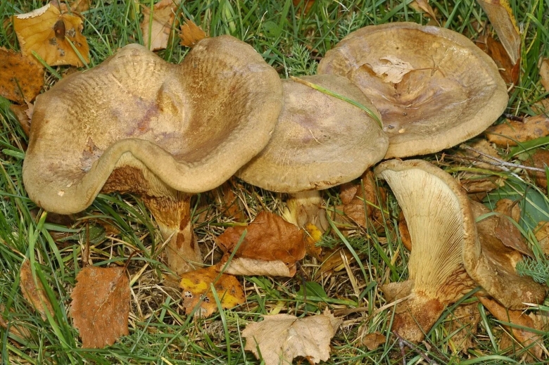 Свинушка paxillus rubicundulus