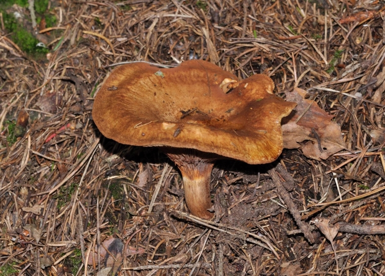 Paxillus involutus
