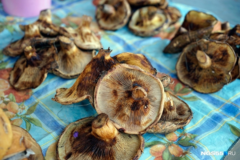 Коровники грибы фото