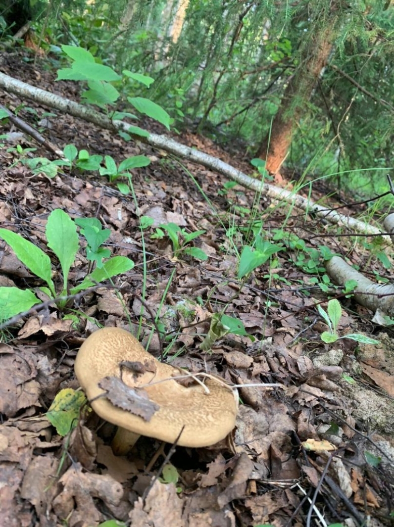 Свинушка тонкая гриб