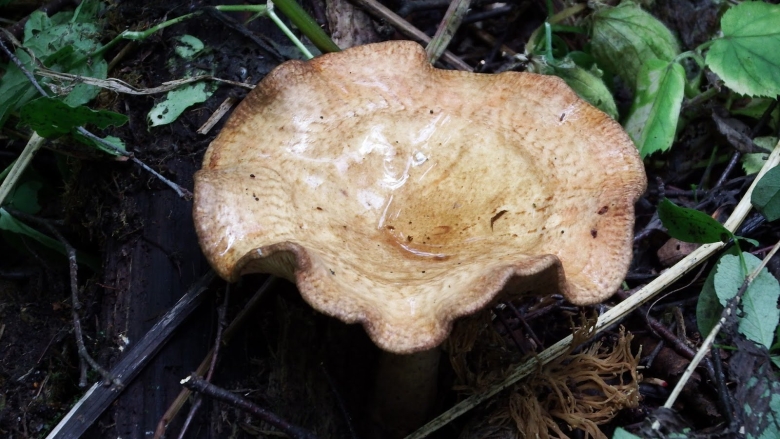 Свинушка поддубник