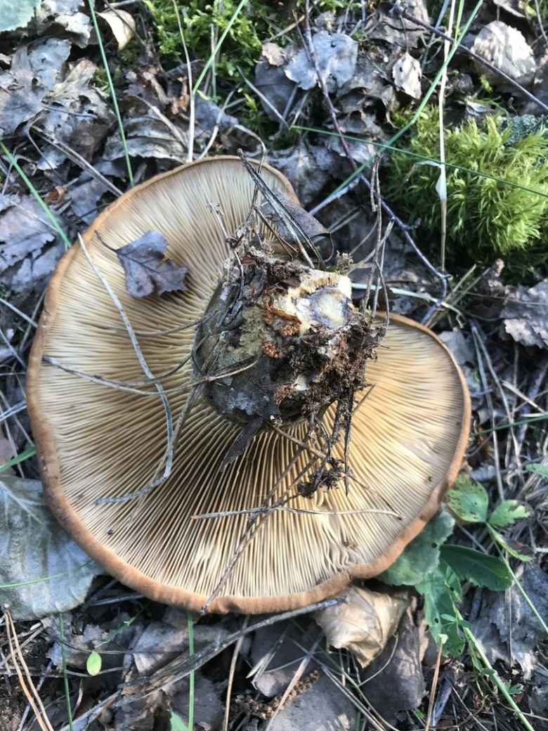 Грибы пластинчатые свинушка толстая