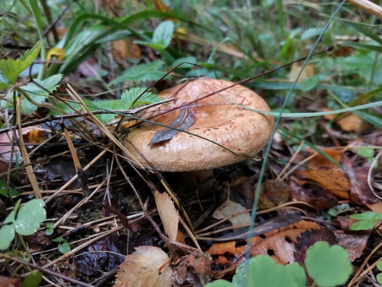 Грибы свинухи подтопольники