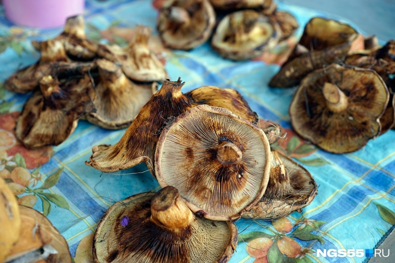 Гриб коровник