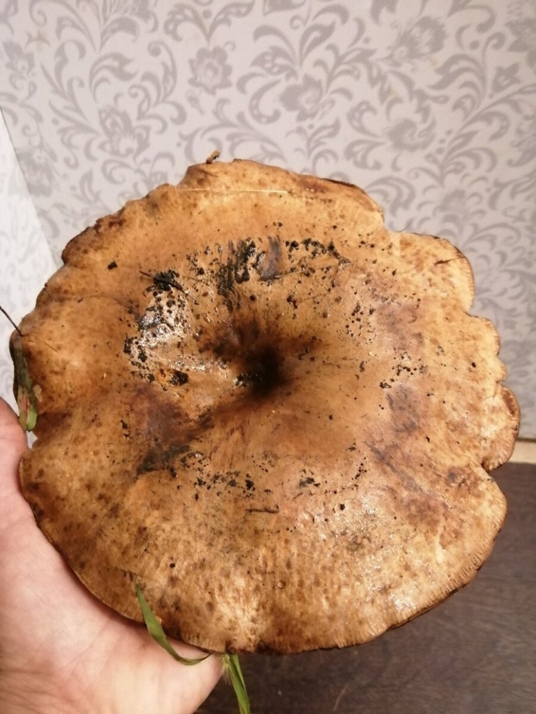 Гриб свинушка коровяк