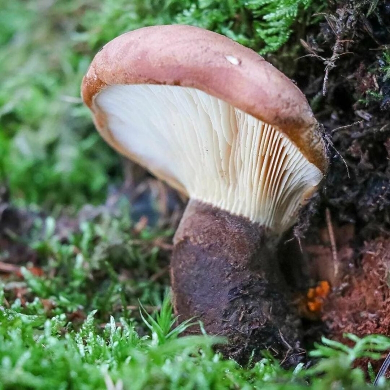 Свинушка гриб съедобный