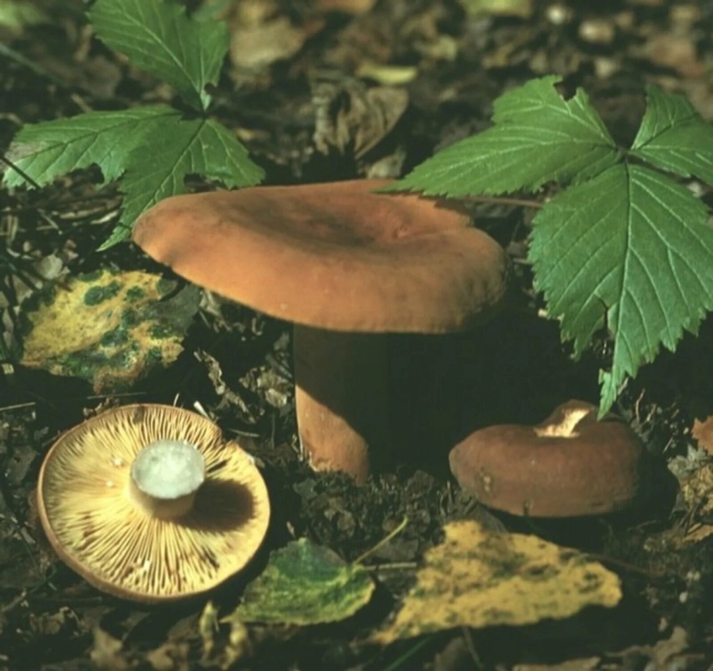 Подмолочник гриб съедобный