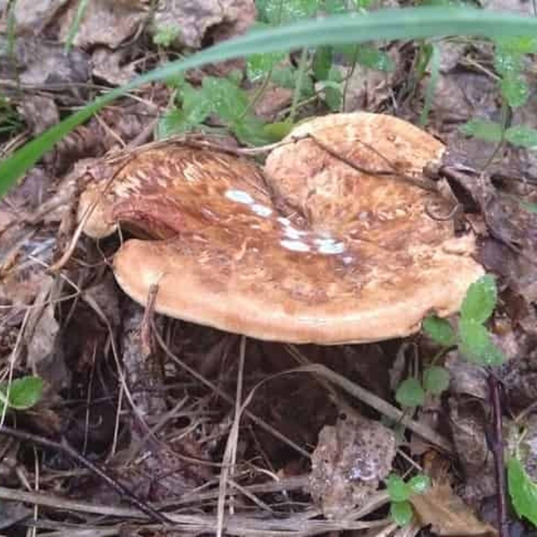 Гриб свинушка поддубник