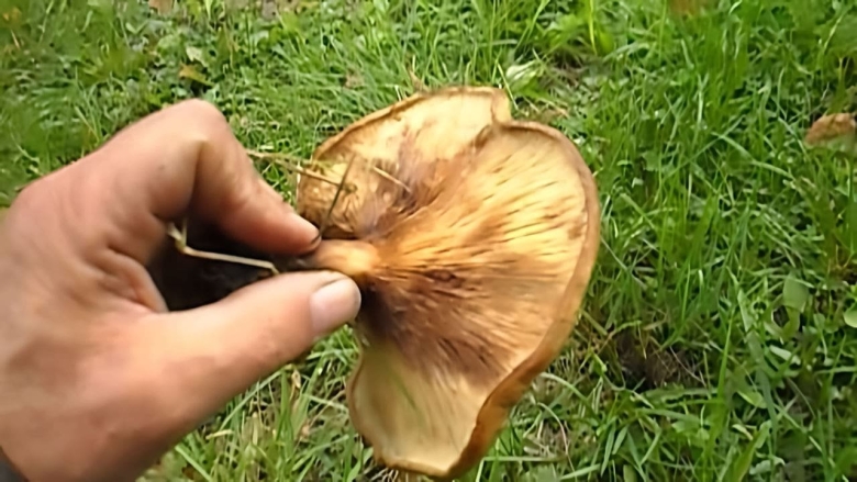 Гриб свинушка Ольховая