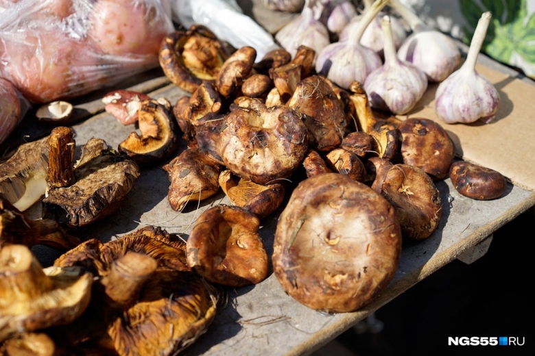 Коровники грибы фото