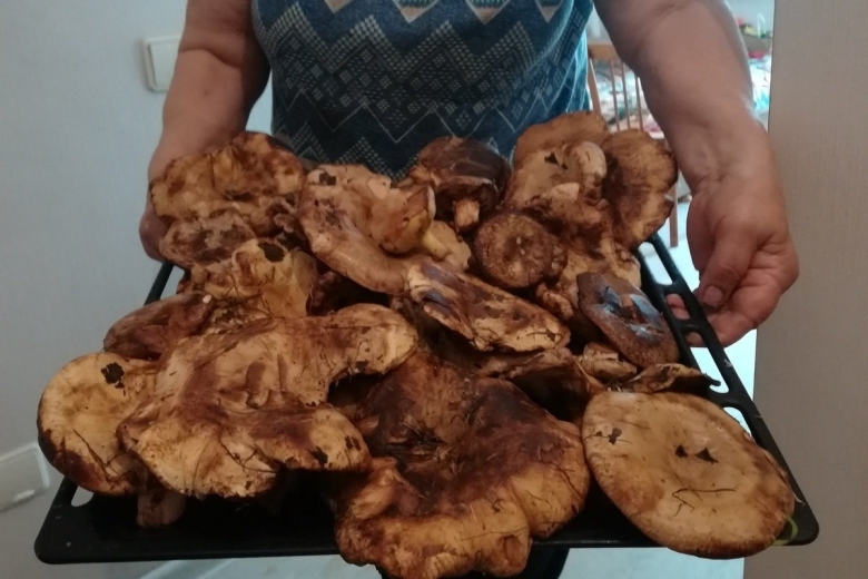 Гигантские грибы