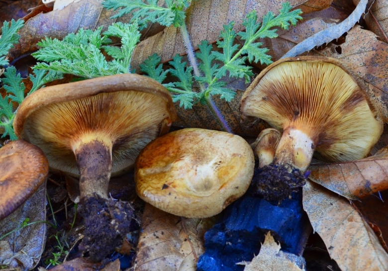 Свинушки чернушки грибы