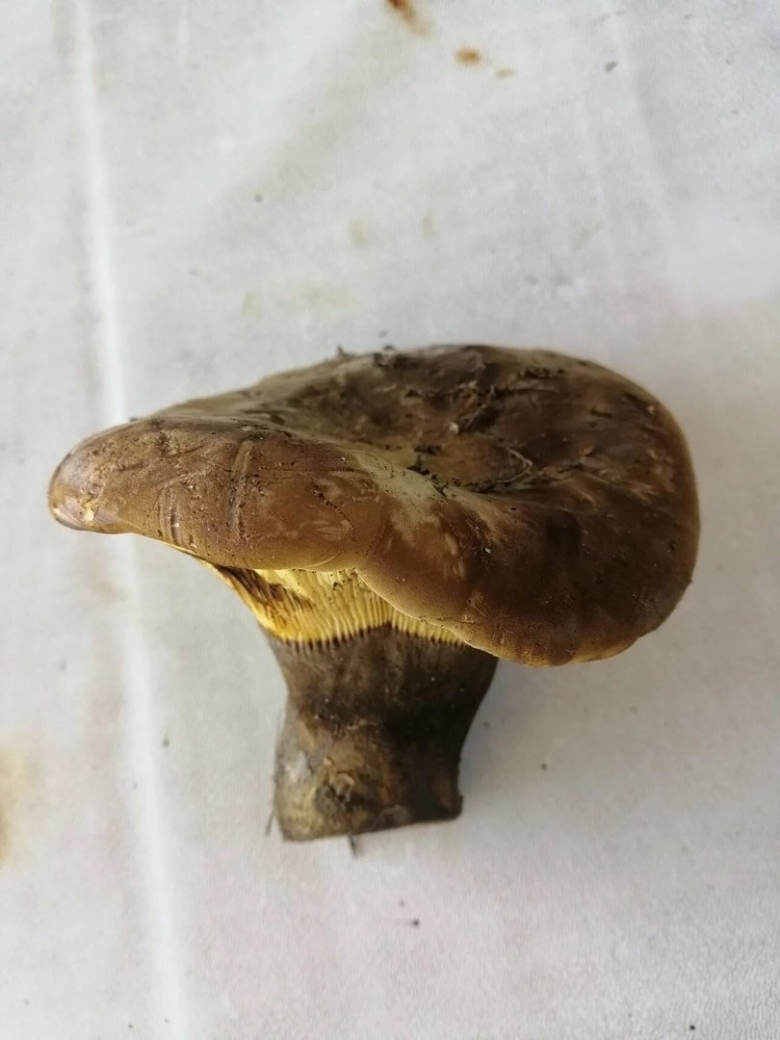 Свинушка тапинелла