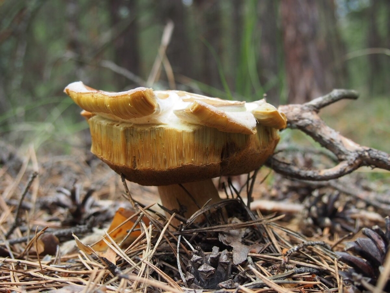 Грибы в сосновом бору