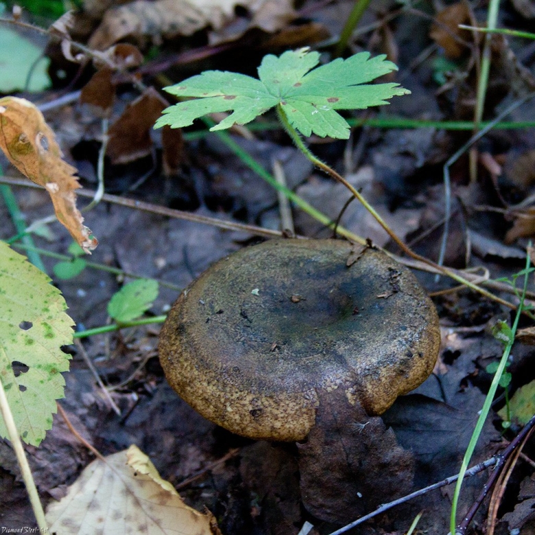 Ложные черные грузди