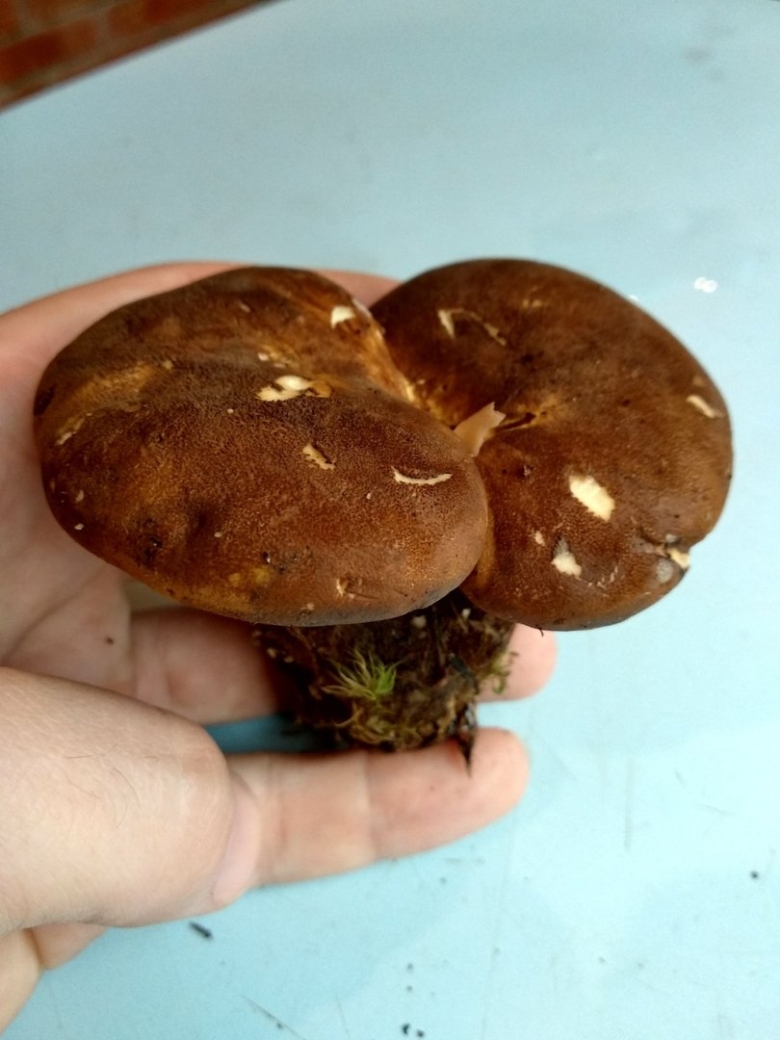 Свинушка тапинелла