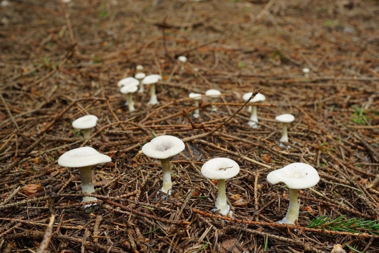 Ивишень гриб Clitopilus prunulus