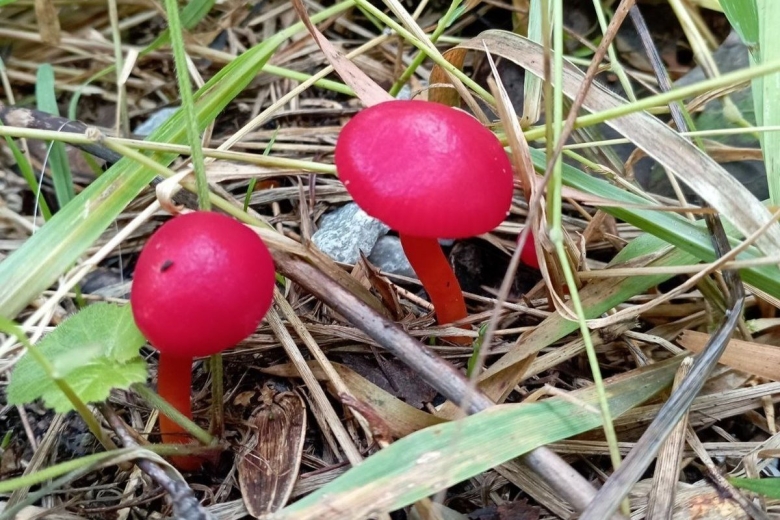 Гигроцибе алая