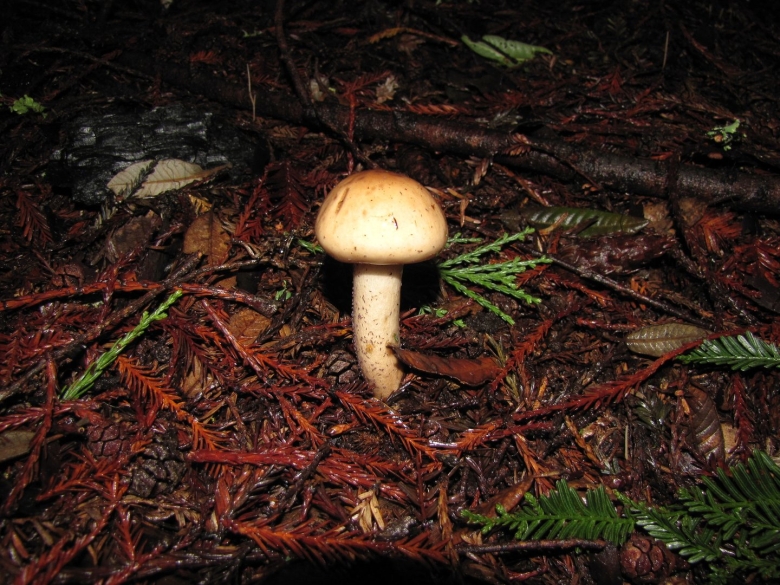 Limacella subfurnacea