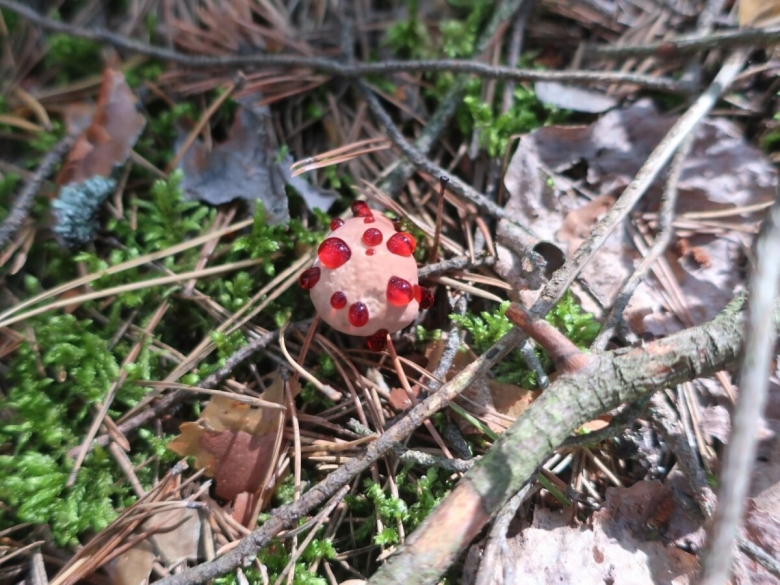 Ежовик кровоточащий гриб