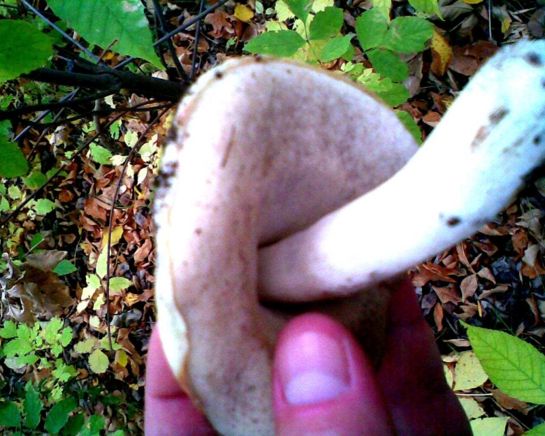 Гриб горькушка