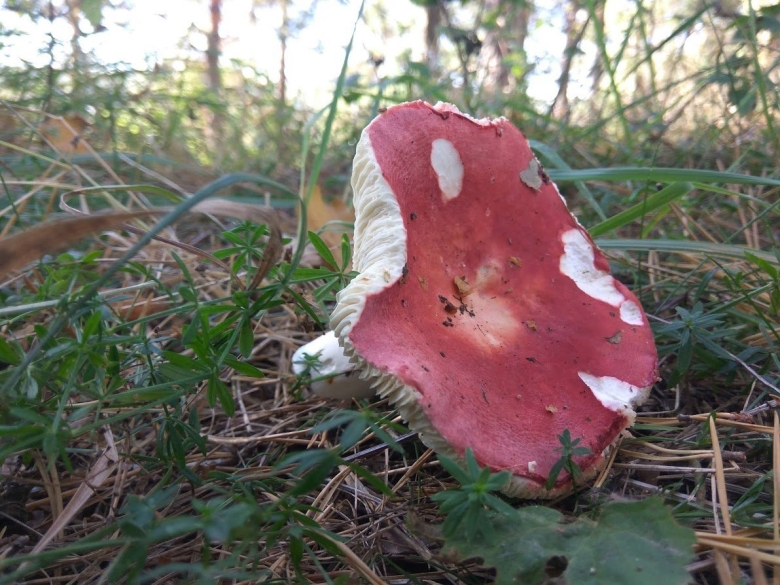 Mucilago Crustacea гриб