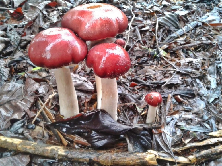 Строфария кольцевик