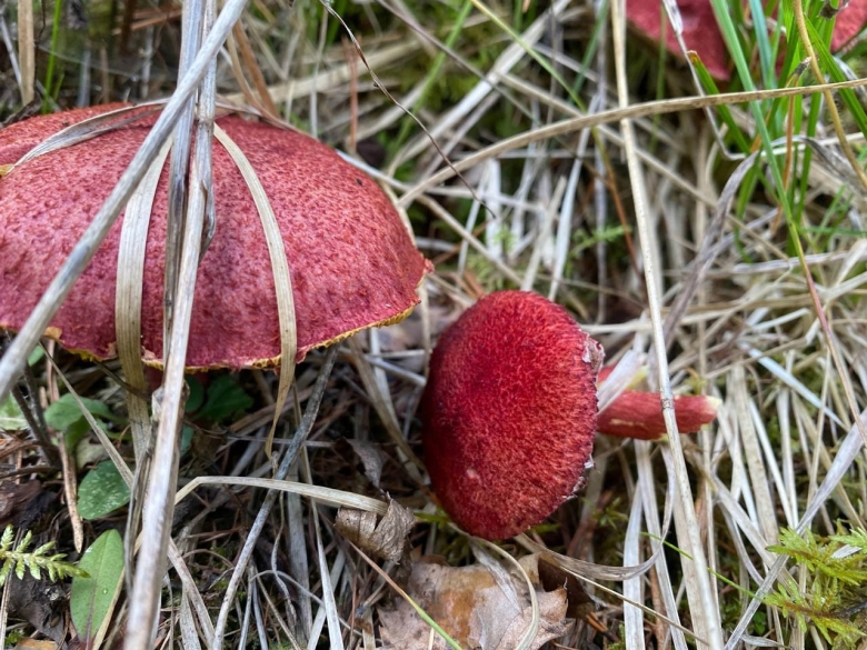 Красный краснокнижный гриб