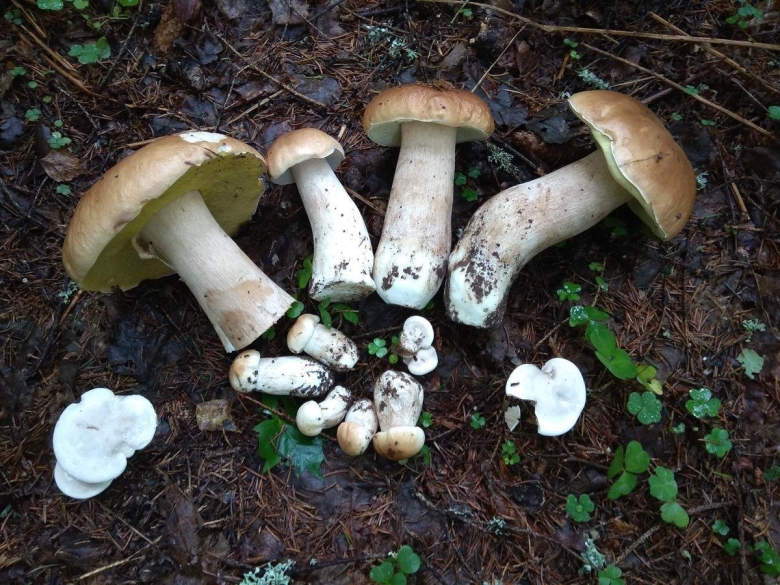 Грибы подкрапивники Удмуртия