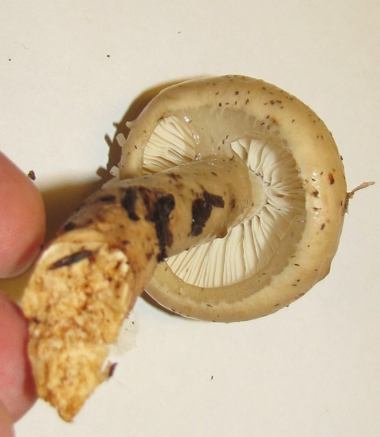 Limacella subfurnacea