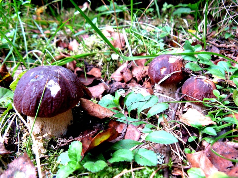 Подберезовик черноголовик