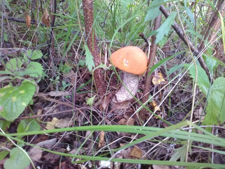 Съедобные грибы дальнего Востока Хабаровский край