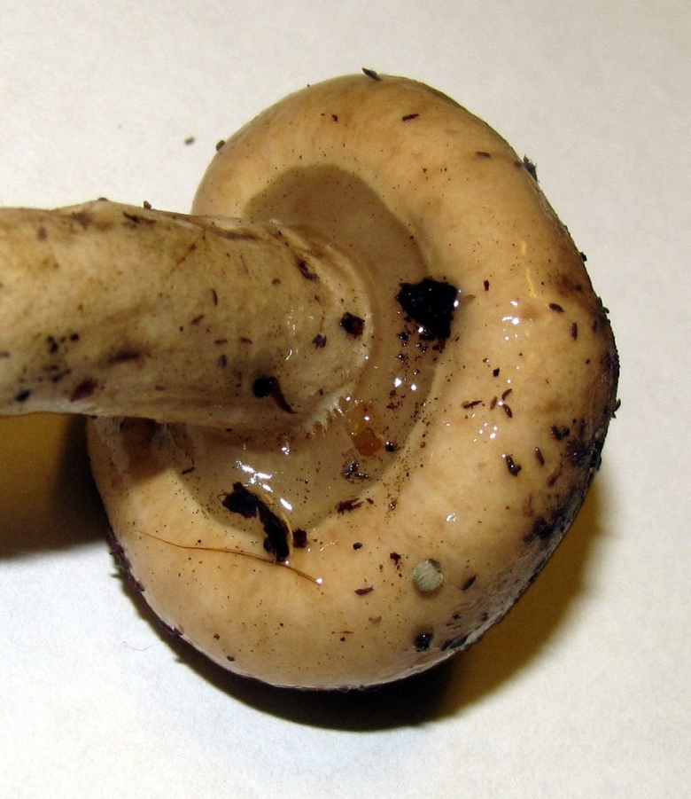 Limacella subfurnacea