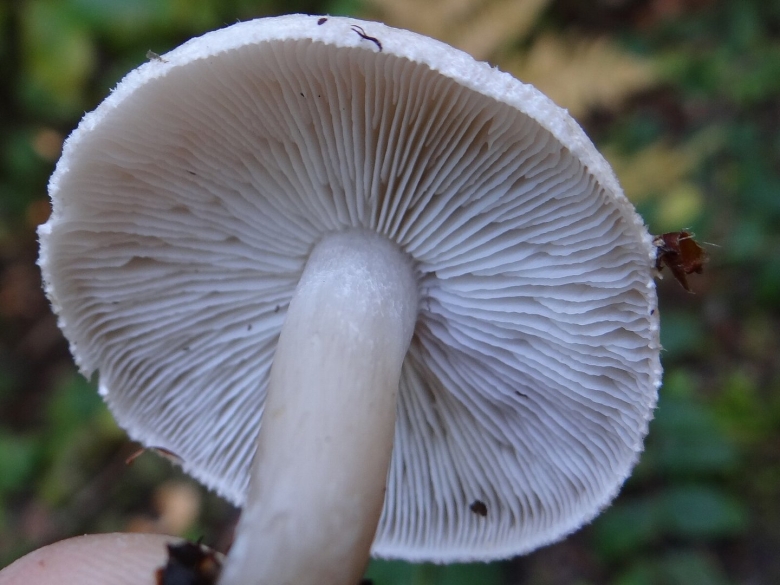 Limacella subfurnacea