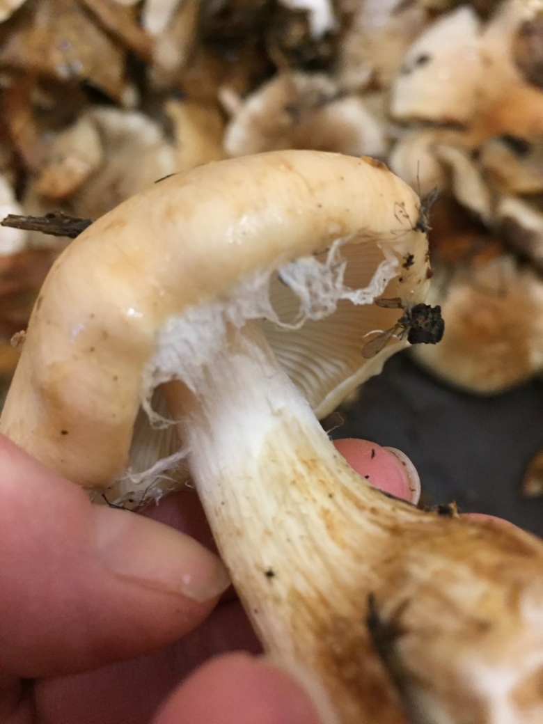 Чешуйчатка клейкая Pholiota lenta